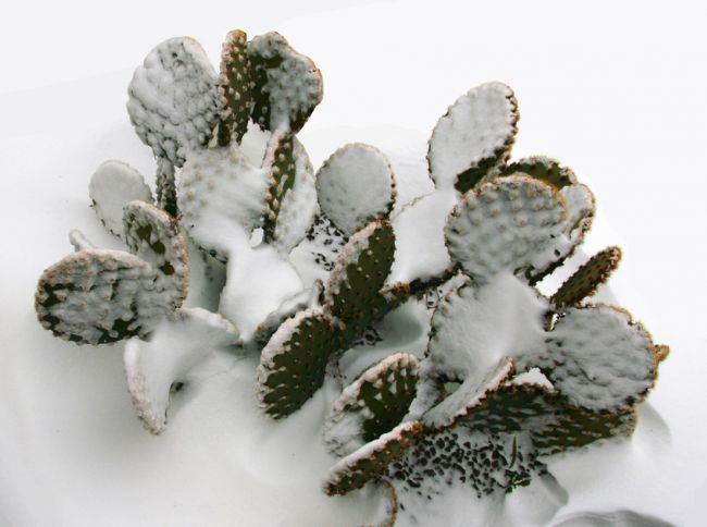 Opuntia rastrera sous la neige!