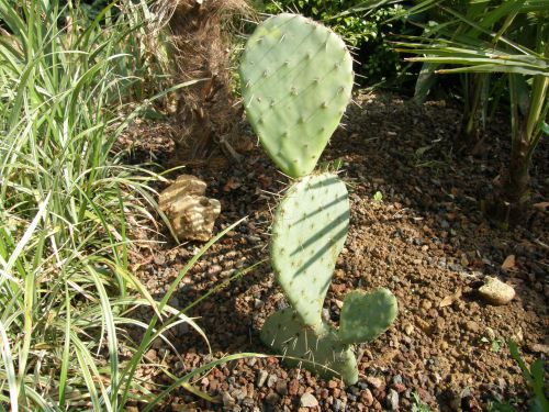 2014,Mon jeune pied d'Opuntia d'une hauteur de 40 cm et 4 raquettes...