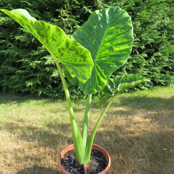 2014, Plantation en pot de mon Alocasia Macrorrhizos qui mesure 1M de hauteur et déjà 3 belles feuilles qui pour la plus grande mesure 40 cm de longueur.