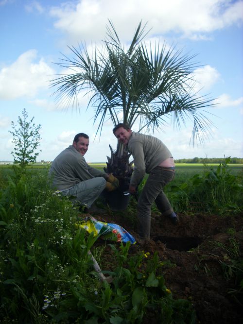 plantation du butia capitata