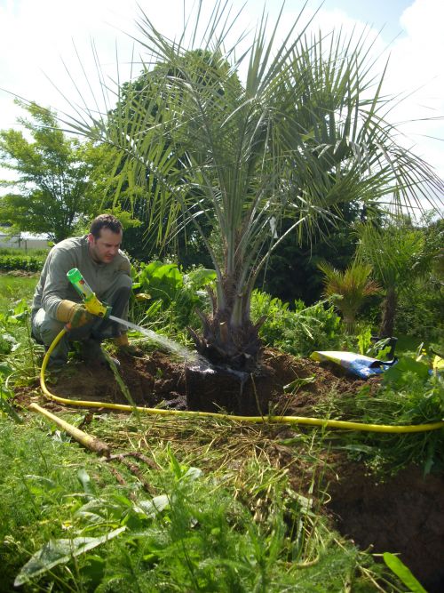 plantation du butia capitata