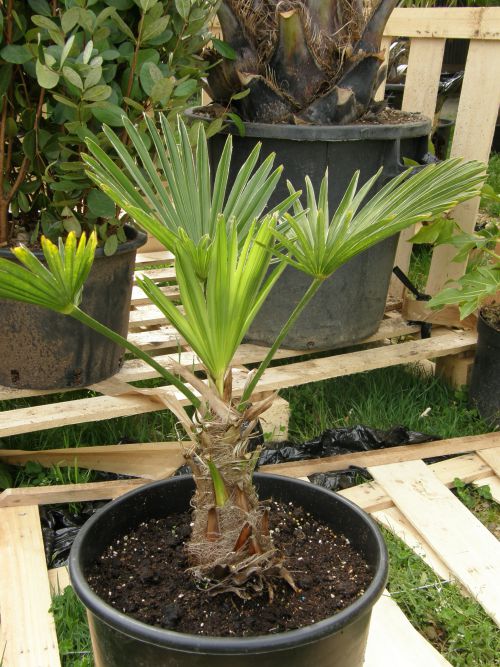 un jeune trachycarpus wagnerianus,stipe de 20cm