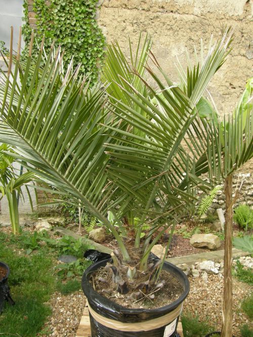 Mon jubaea planté en 2009,il a 17 ans il mesure 1m40 et le stip à un diamètre de 1m10...
