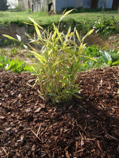 mon viridistriatus plantés en 2009