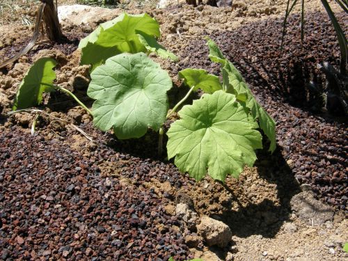 2009,la plantation ( il mesure 40 cm )...à suivre.