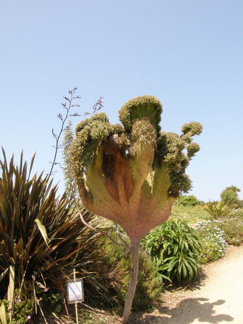 ANOMALIE GENETIQUE DE LA FLEURE D'UN  ECHIUM!!