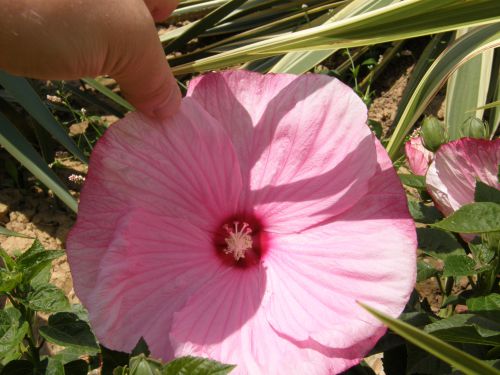 L'hibiscus du jardin...25 cm de diamètre.