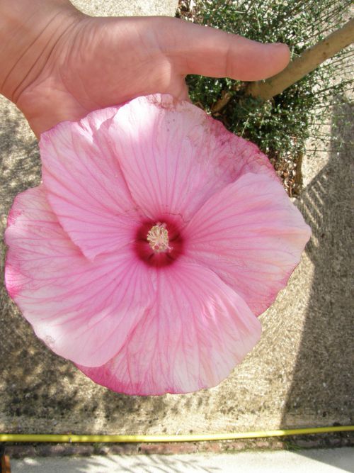 L'hibiscus du jardin en 2011...
