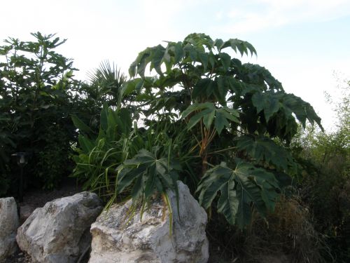 mon tetrapanax en aout 2011,