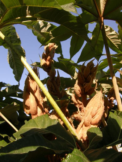 octobre 2011,fleurissement du tetrapanax