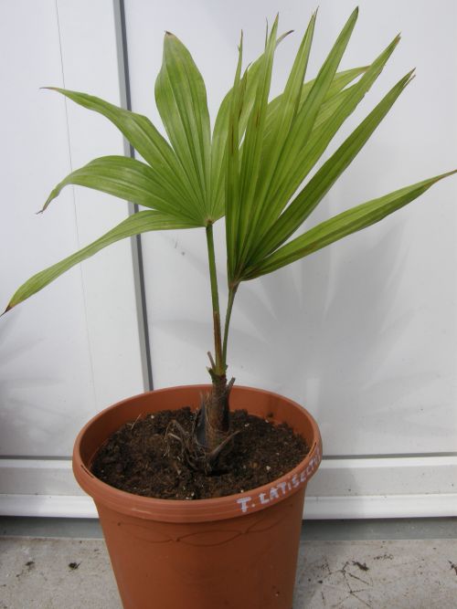 Trachycarpus latisectus