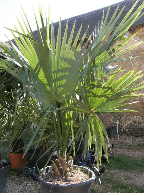 Mon sabal planté en avril 2012,il à un stipe de 20cm,pour une hauteure de 1M80.