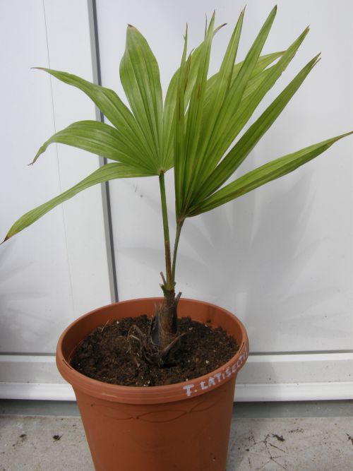 Mon latisectus planté en avril 2012,il à un stipe de 8 cm.