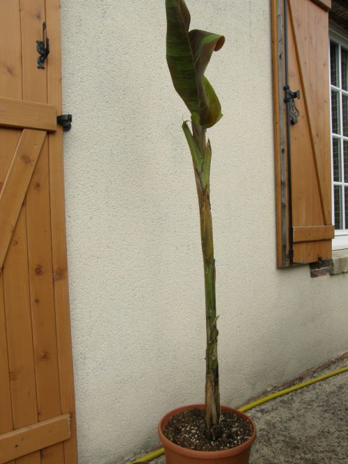 Mon sikkimensis planté en avril 2012,il à un tronc de 90cm.