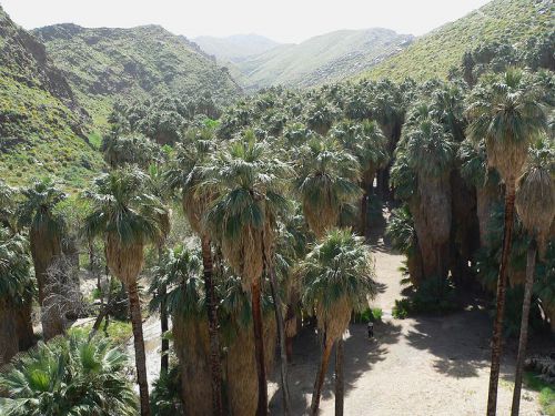 Le washingtonia dans son habitat d'origine...