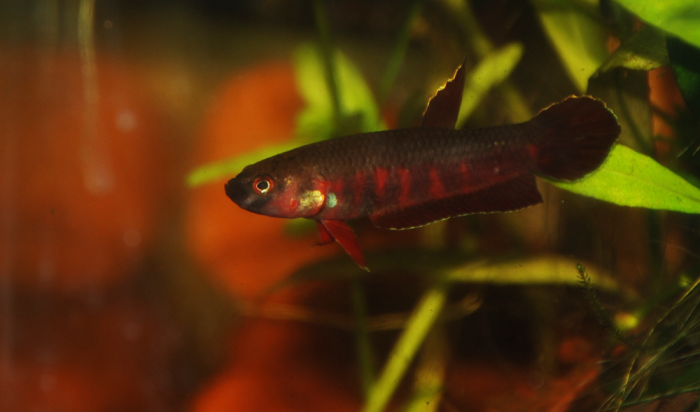 Betta rubra male