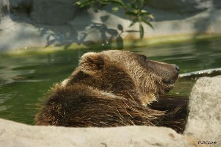 L'ours brun se rafraîchit vu les températures que nous avons 20 juillet 2013