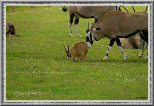 Jeune antilope 