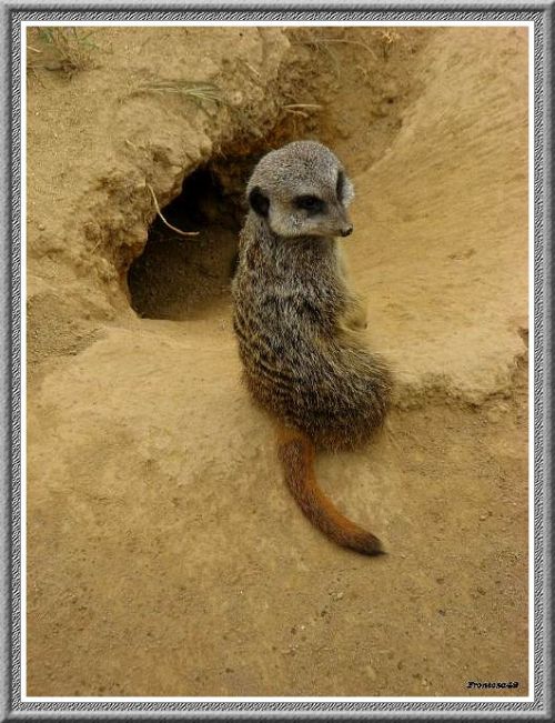 Bébé suricate devant sa tanière