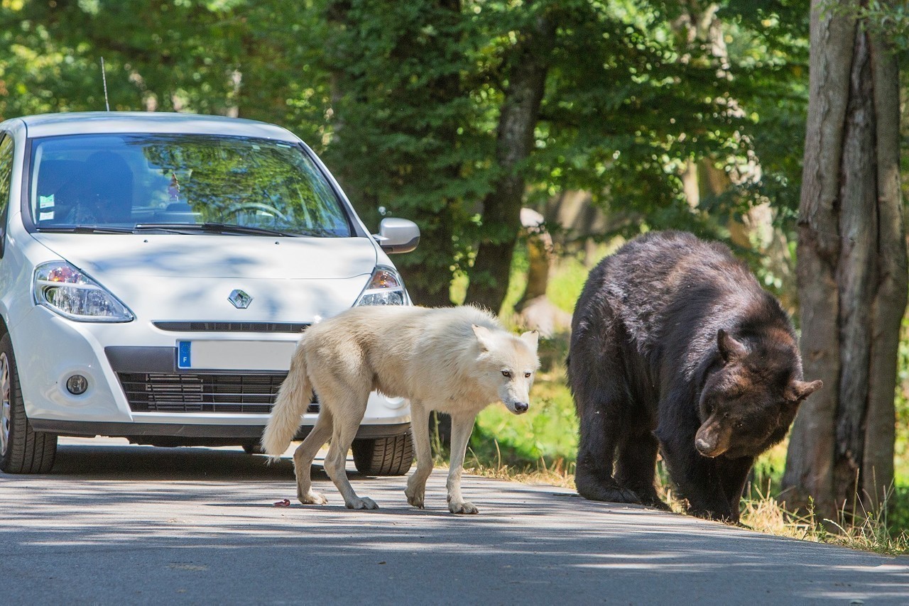 ours-et-loup-polaire.jpg