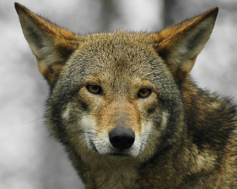 Le loup rouge est au bord de l'extinction pour la deuxième fois