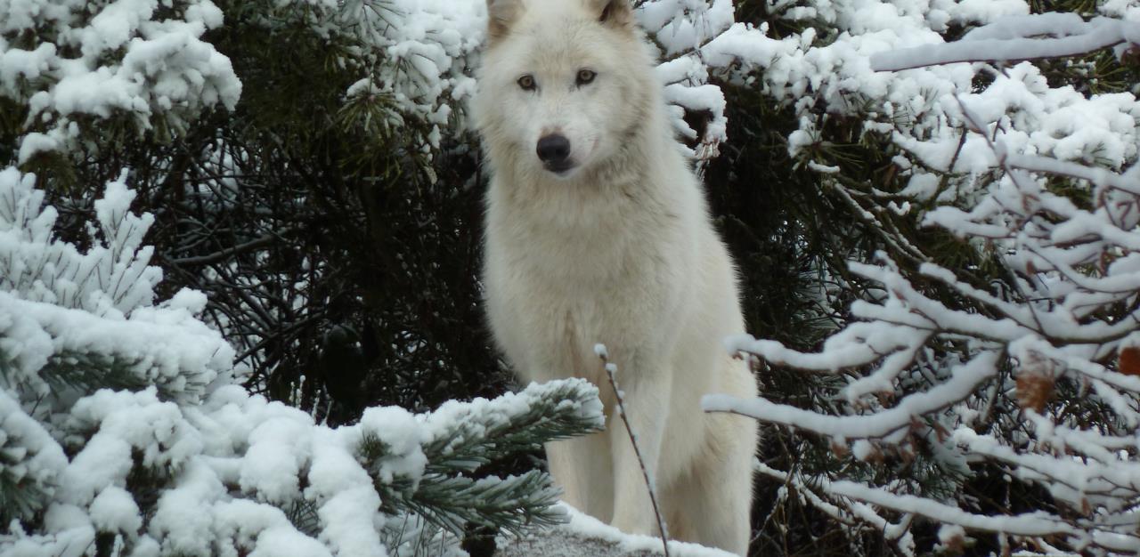 loups-du-gevaudan-07-2.jpg