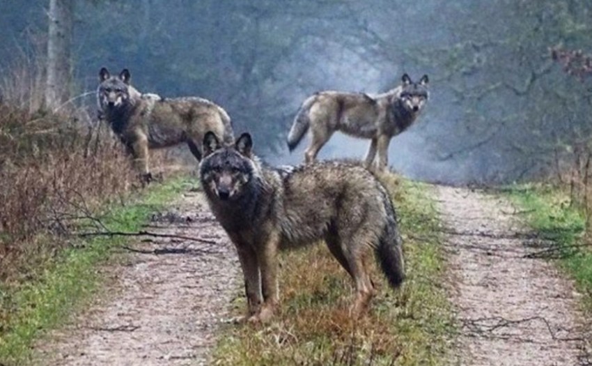loups-observes-dans-les-ardennes.jpg