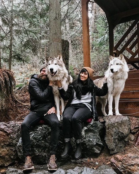 wolves-sanctuary-predators-of-the-heart-1-2-5e4ce3fa3e418__700.jpg