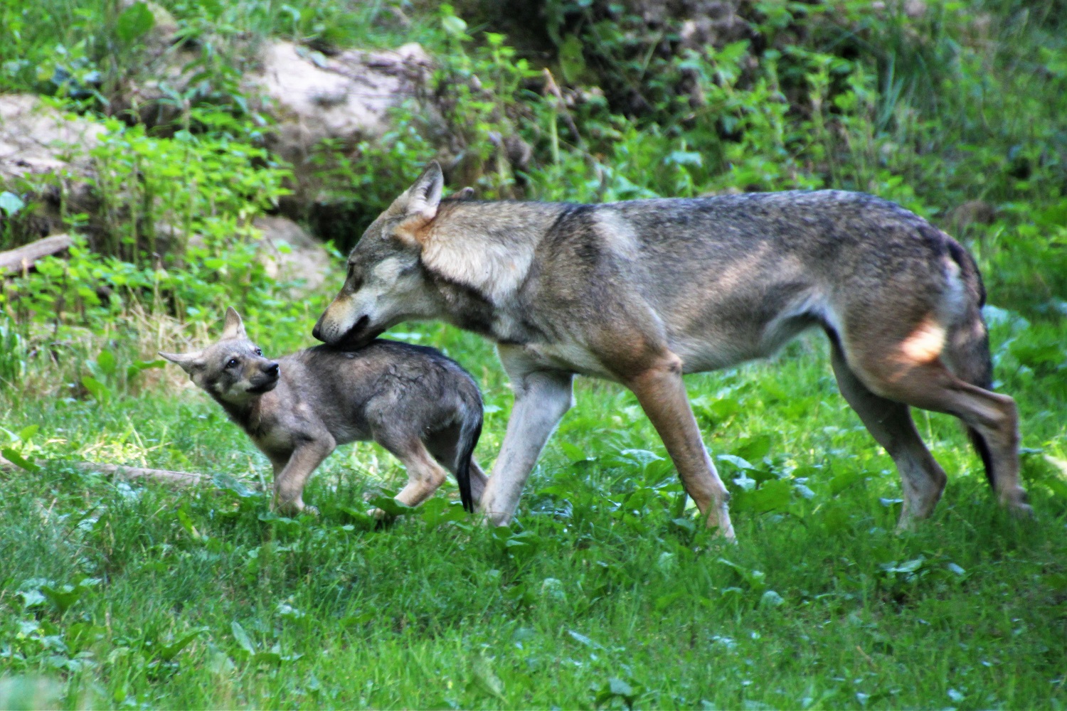 loup-N-Haessig-Photographies.jpg