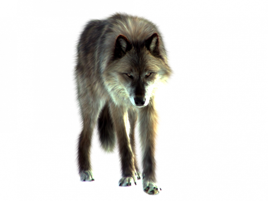 Loup-Telecharger-PNG.png