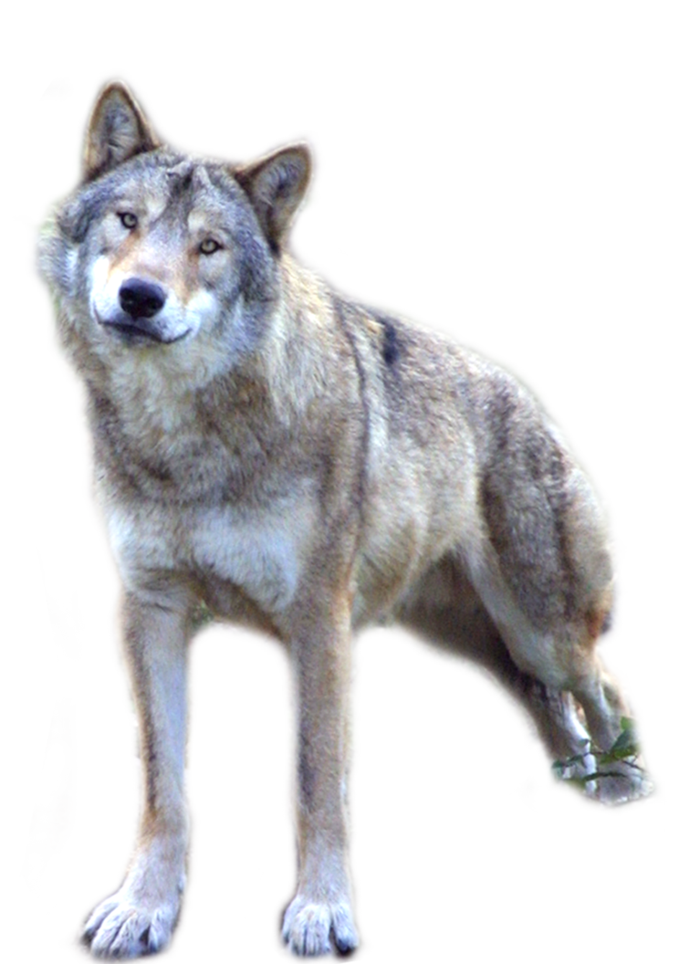 Loup-PNG-Fond-Image.png