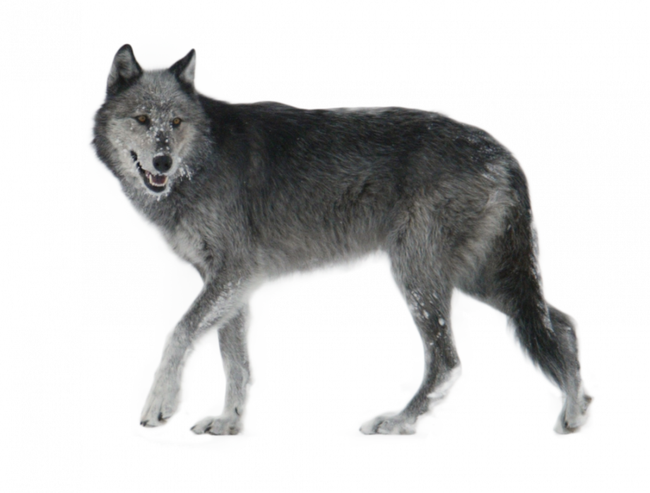 Loup-Fond-PNG-Image.png