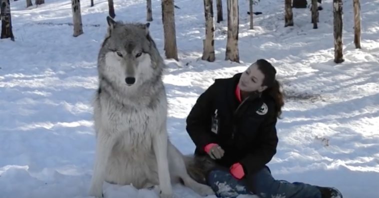 wolf-and-woman2.jpg