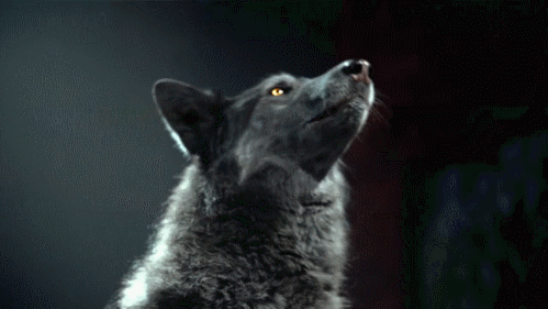 howling-wolf-51.gif