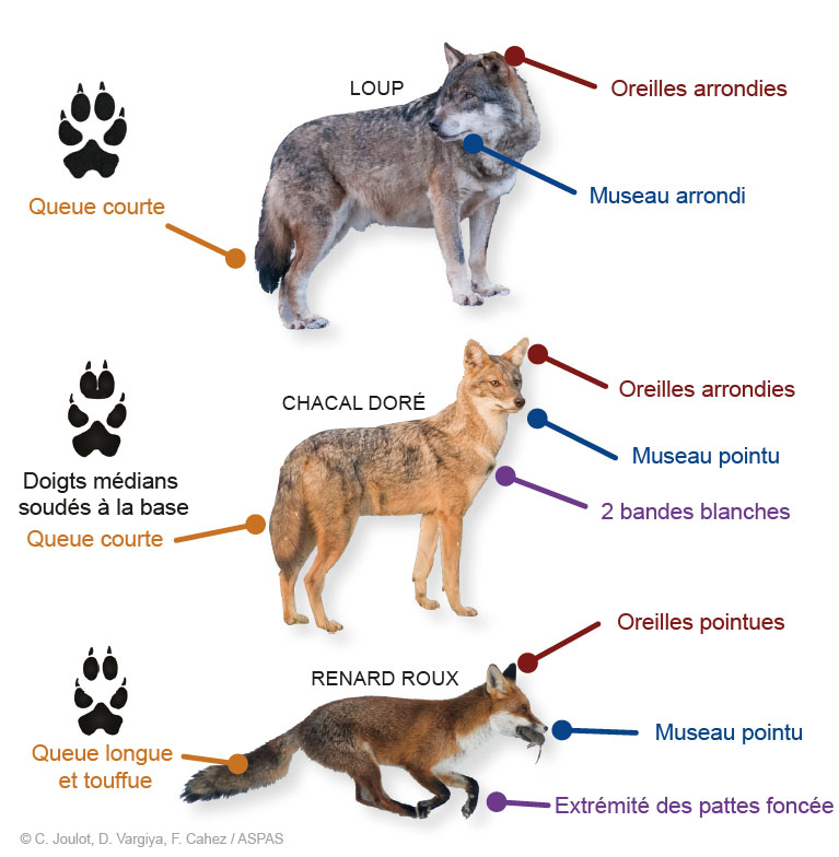 chacal-loup-renard.jpg