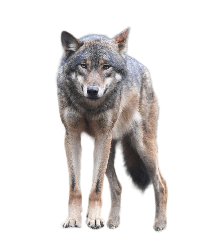 1-2-wolf-download-png.png