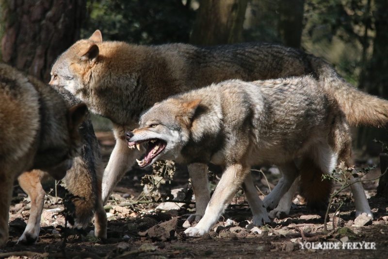 un peu énervé le loup