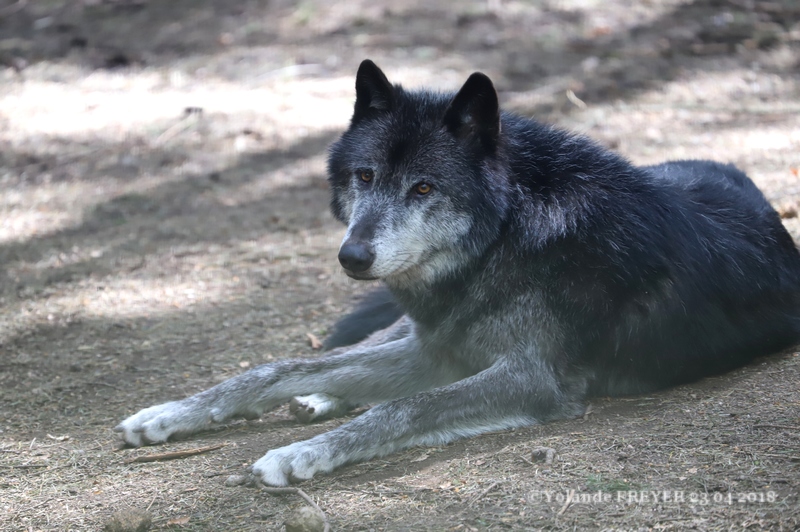 Loup noir Mackenzie