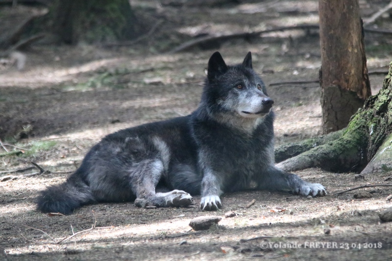 Loup noir Mackenzie