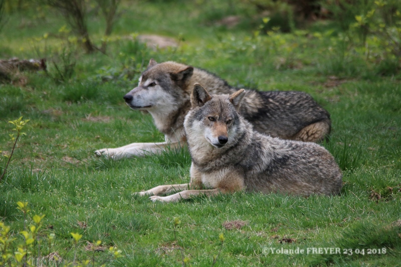 Loup gris Européen