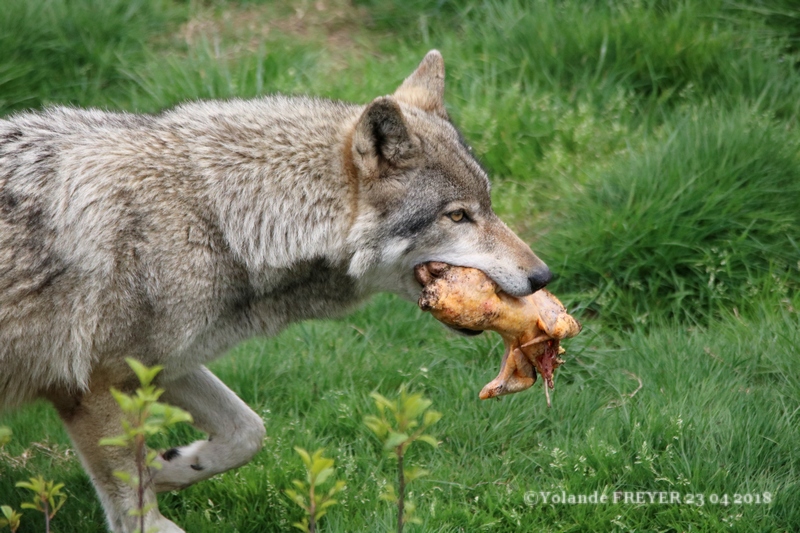 Le repas des loups