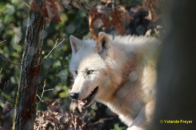 Loup Artique arrivé en janvier