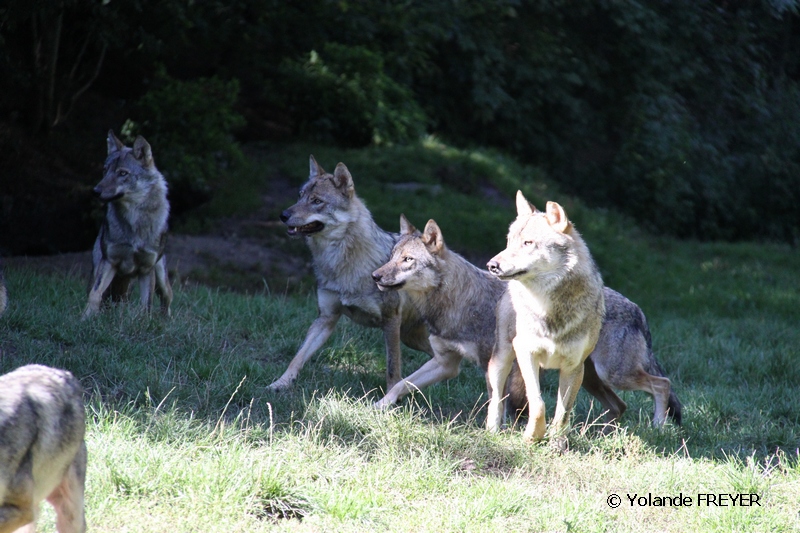 ils attendent le soigneurs qui vient avec le repas