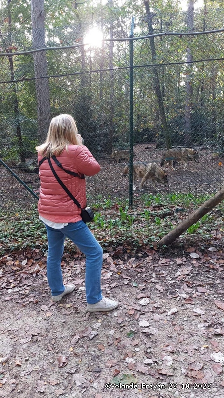 Moi qui prend en photo les loups Européen