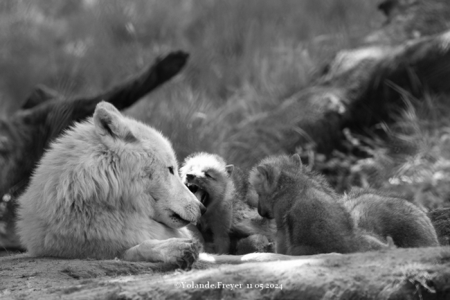 la famille loups arctique