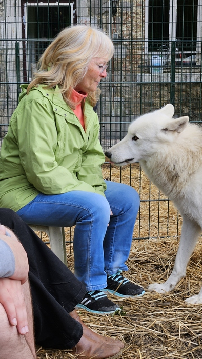 ne pas bouger attendre que le loup vienne de lui même