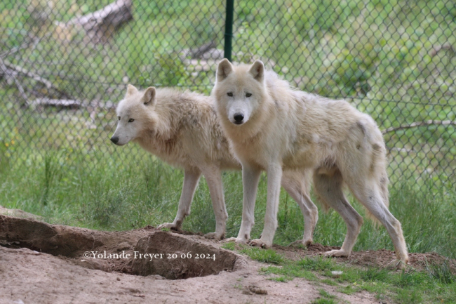 Maman et papa loup