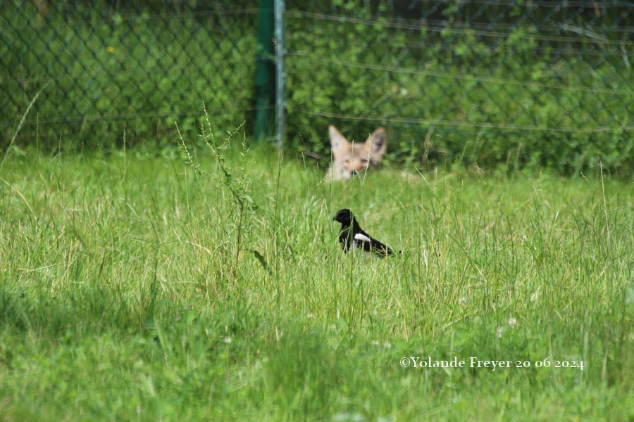 le coyote regarde la pie de loin