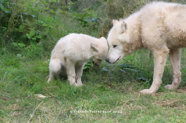 Calin avec Papa