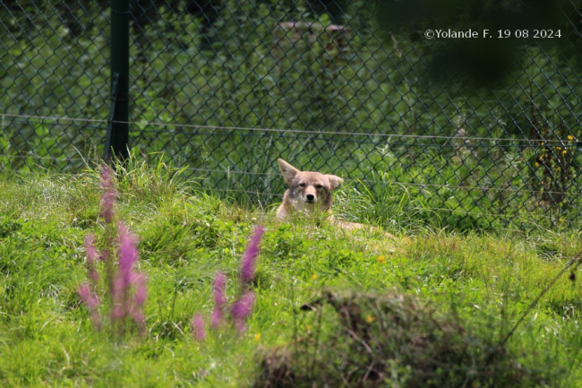 coyote